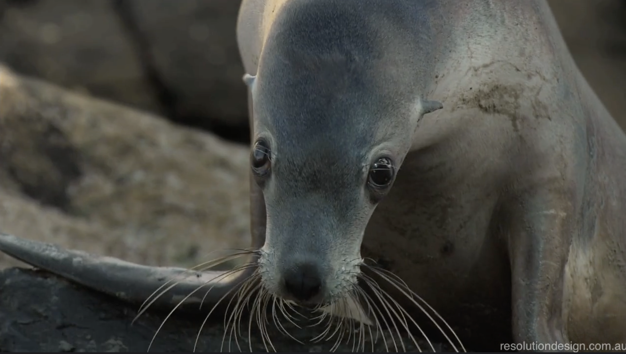 Seal & Lizard